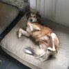 Maggie - 6 anni (nata il 1 febbraio 2019)  - Mix Levriero Afghano  - Taglia: Media  - Carattere: dolce, tranquilla, giocherellona Foto 4
